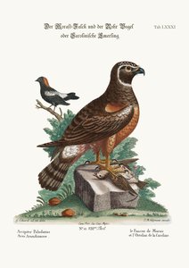 Le busard des marais et les oiseaux des roseaux, 1749-73